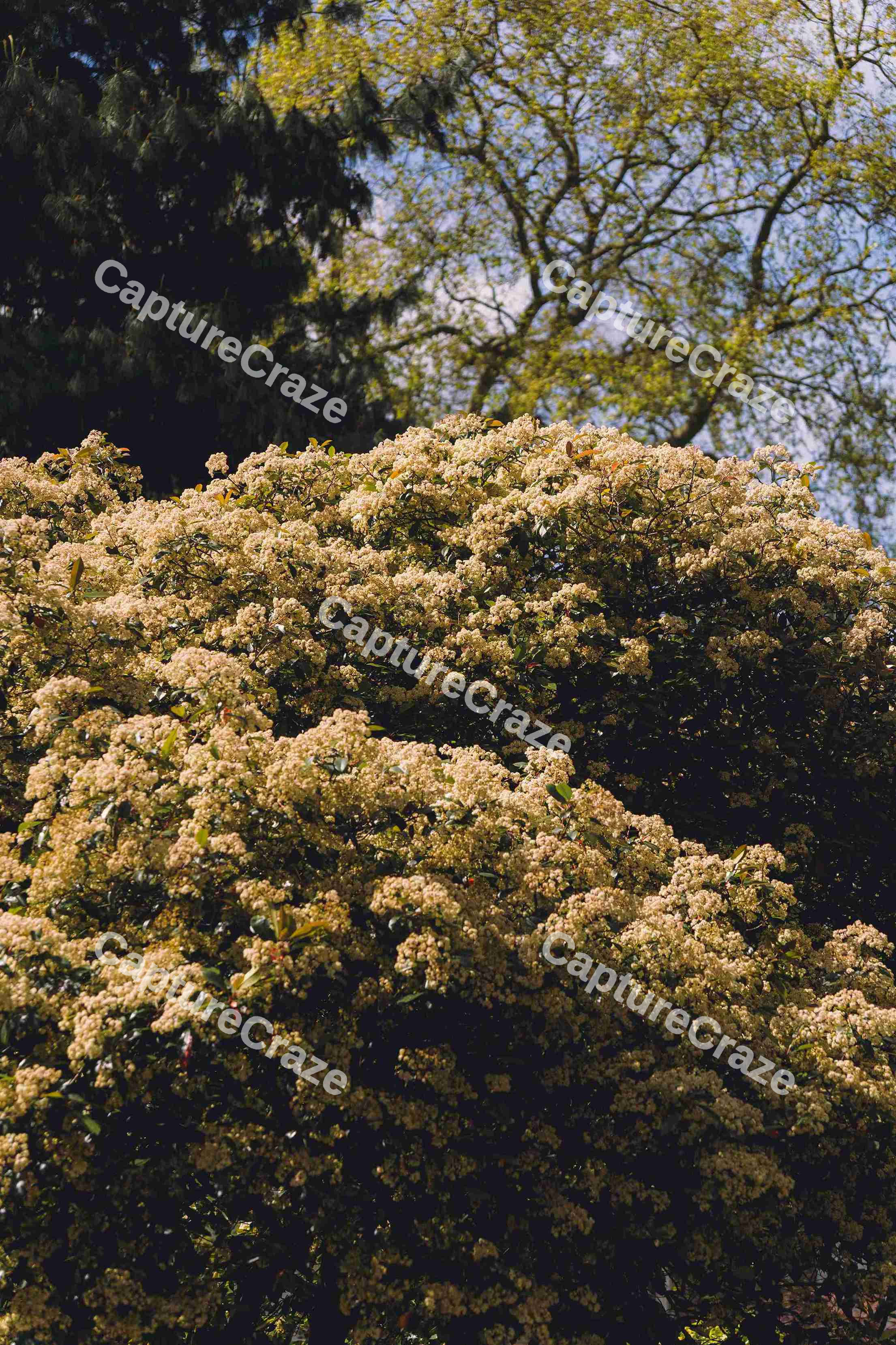Close Up Of A Blossoming Tree